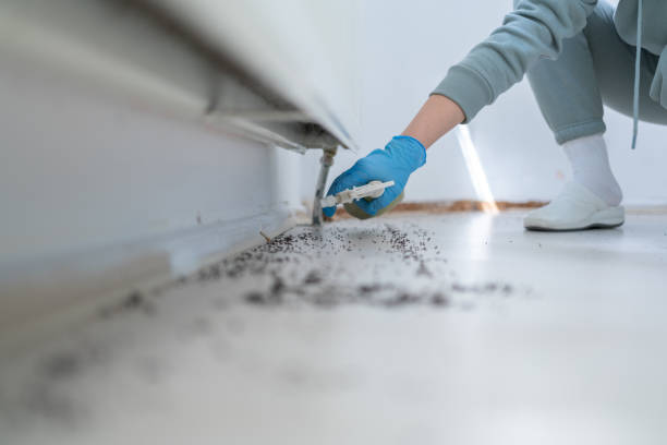 Best Termite Control Services  in East Flat Rock, NC